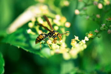 ヤブガラシの蜜を舐めるキアシナガバチ1