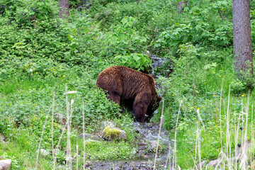 A bear is drinking water at a river