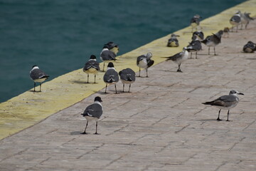 seagulls on the beach