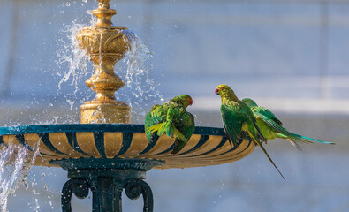 Indian ringed parrots drink water and bathe in the city fountain © alexmu