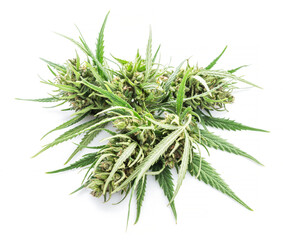 Raceme top of cannabis plant isolated on white background. Close up.