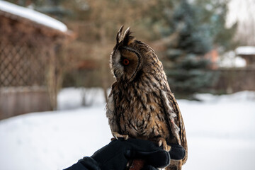 long-eared owl with big brown eyes looks around on a background of snow 