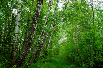 nature forest birch greens landscape park background