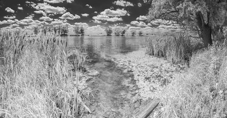 Near infrared photography of beautiful river bank covered with tall reeds and cloudy summer sky.  Picture was taken with infrared-pass filter.