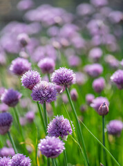 Obraz premium Allium blooming purple onion plant. Nature background.