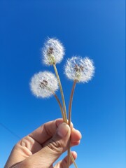 dandelion seeds in the hand