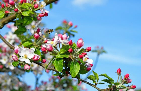 Honigbiene auf einem blühenden Apfelbaum