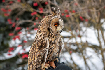 long-eared owl with big brown eyes looks around on a background of snow 