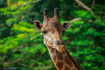 Obraz premium portrait of a giraffe