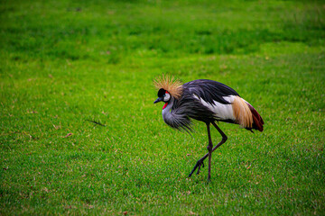 crowned crane bird © pathompol