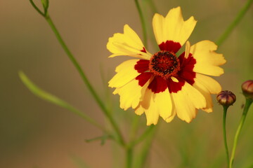 flower on a green background