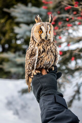 long-eared owl with big brown eyes looks around on a background of snow 