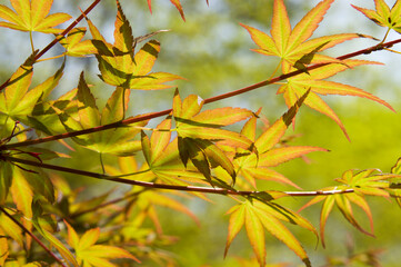 There are green maple leaves. 