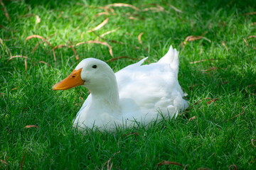 Pato blanco en el jardin