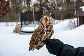 long-eared owl with big brown eyes looks around on a background of snow 