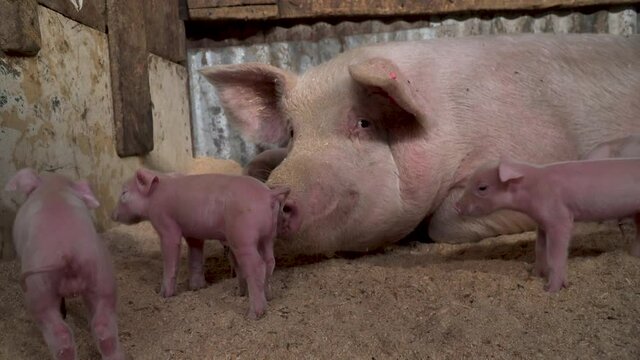 Baby piglets drinking from a mother pig