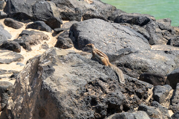 Atlashörnchen - Caleta de Fuste