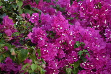 pink flowers