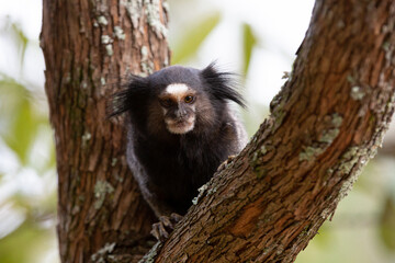 O sagui-de-tufos-pretos, mico-estrela ou simplesmente sagui é uma espécie de macaco do Novo Mundo e gênero Callithrix, da família Callitrichidae. É endêmico do Brasil. 
