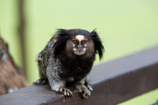 O sagui-de-tufos-pretos, mico-estrela ou simplesmente sagui &eacute; uma esp&eacute;cie de macaco do Novo Mundo e g&ecirc;nero Callithrix, da fam&iacute;lia Callitrichidae. &Eacute; end&ecirc;mico do Brasil. 
