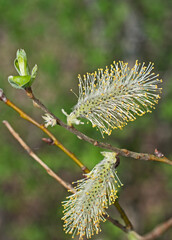 Naklejka premium Blooming willow in the spring forest.
