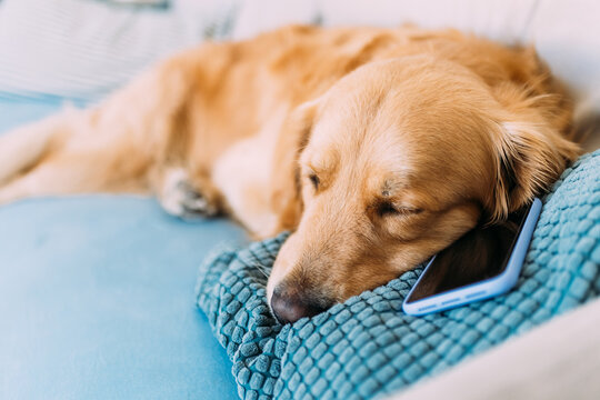 Dog relaxing on sofa