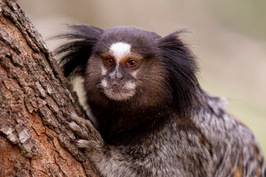 Macaco sagui: saiba como criar a espécie no Brasil