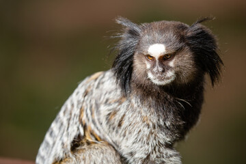 O sagui-de-tufos-pretos, mico-estrela ou simplesmente sagui é uma espécie de macaco do Novo Mundo...