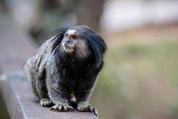 O sagui-de-tufos-pretos, mico-estrela ou simplesmente sagui é uma espécie de macaco do Novo Mundo e gênero Callithrix, da família Callitrichidae. É endêmico do Brasil. 
