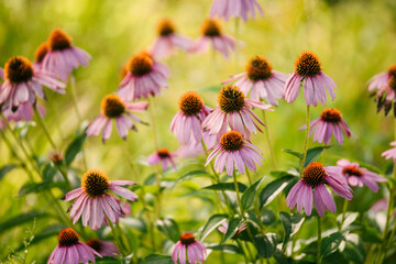 Echinacea flowers growing in field