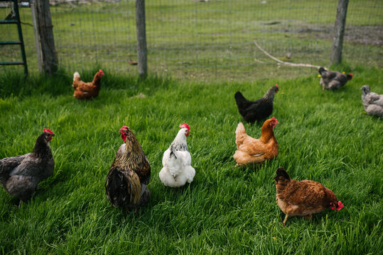 Fototapeta Chickens in grassy field