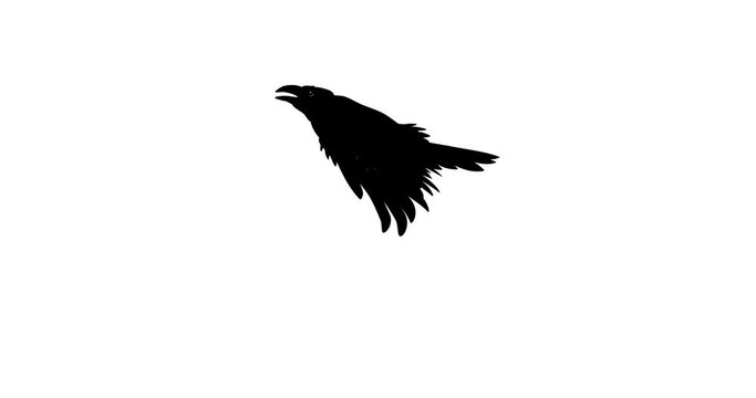 One crow flies in, sits, opens its beak, flies away. Animation. Transparent background. Alpha channel. Advertising, Screensaver on the phone.
