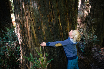 USA, California, Big Sur, Boy hugging big tree trunk