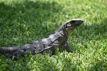 iguana on the grass