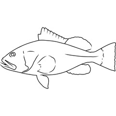 Red Grouper Hand sketched, hand drawn vector clipart