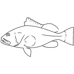Fototapeta premium Red Grouper Hand sketched, hand drawn vector clipart