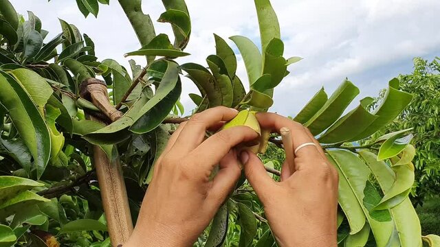 Pollination of the Soursop flower on the farm