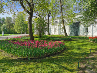 A large flowerbed with lilac tulips on a sunny spring day among the trees against the background of a pavion and a lantern. The festival of tulips on Elagin Island in St. Petersburg.