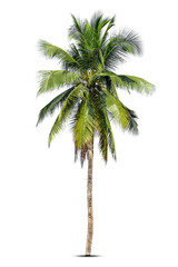 Coconut palm tree isolated on white background, Palm Tree Against White Background.