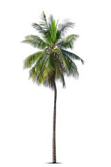 Coconut palm tree isolated on white background, Palm Tree Against White Background.