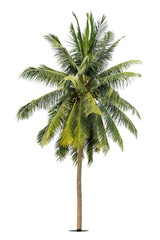 Coconut palm tree isolated on white background, Palm Tree Against White Background.