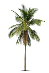 Coconut palm tree isolated on white background, Palm Tree Against White Background.