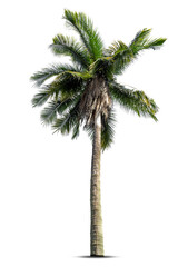 Coconut palm tree isolated on white background, Palm Tree Against White Background.
