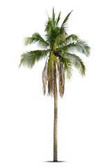 Coconut palm tree isolated on white background, Palm Tree Against White Background.