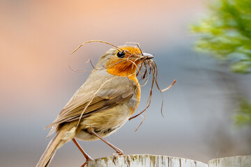 Robin redbreast on a fence holding dry grass in his beak to building a nest