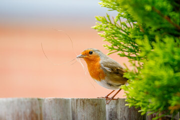 Robin holding dry grass in beak
