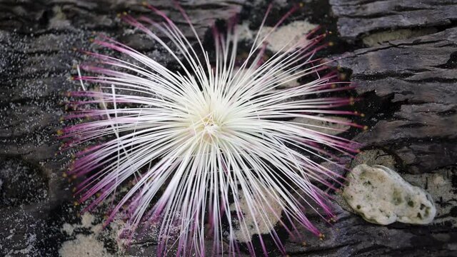 Close-up of an exotic flower from the Malvaceae family and the genus Pseudobombax ellipticum lies on a log on the beach against the backdrop of the ocean in the Seychelles.
