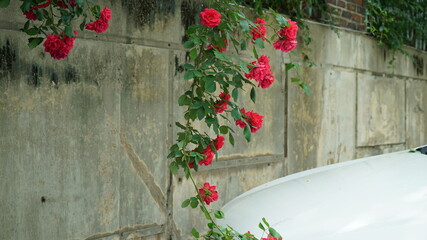 Fototapeta na wymiar Red Roses Vine on the Apartment Residence Parking Area Wall