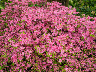 Panorama of Pink Azaleas in Bloom