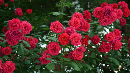 Red Roses on the Apartment Residence Wall